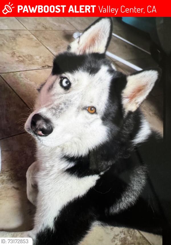 Lost Male Dog last seen Valley center, Valley Center, CA 92082
