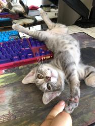 Reunited Male Cat last seen Near Satellite Blvd, San Diego, CA 92154, San Diego, CA 92154