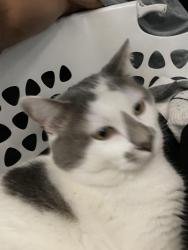 Reunited Male Cat last seen Rustic glen, Temecula, CA 92591