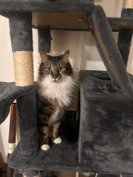 Reunited Male Cat last seen Town Centre, Woodinville, WA 98072