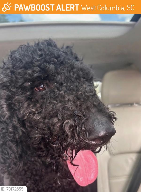 Found/Stray Unknown Dog last seen Bob white, West Columbia, SC 29169