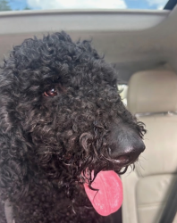 Found/Stray Unknown Dog last seen Bob white, West Columbia, SC 29169
