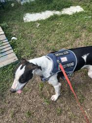Reunited Male Dog last seen SE 30th Ct & SE 48th St Ocala, Marion County, FL 34480