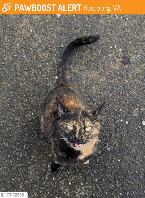 Found/Stray Female Cat last seen John Deere tractor, Rustburg, VA 24588