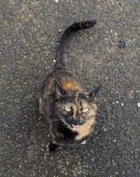 Found/Stray Female Cat last seen John Deere tractor, Rustburg, VA 24588