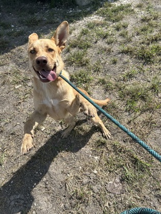 Shelter Stray Female Dog last seen cr 161, Williamson County, TX, 1855 SE Inner Loop, Georgetown, TX 78626, USA