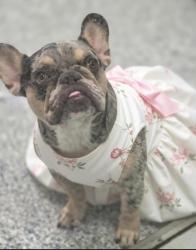 Shelter Stray Female Dog last seen tennant ln, Zone 2, TX, 8755 Farm to Market 1516, Converse, TX 78109, USA