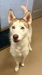 Shelter Stray Female Dog last seen Near Caroline St NE, Atlanta, GA 30307, 30307, GA, 3280 Chamblee Dunwoody Rd, Chamblee, GA 30341, USA