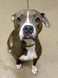 Shelter Stray Female Dog last seen Near Bouldercrest Rd, Ellenwood, GA 30294, 30294, GA, 3280 Chamblee Dunwoody Rd, Chamblee, GA 30341, USA