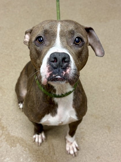 Shelter Stray Female Dog last seen Near Bouldercrest Rd, Ellenwood, GA 30294, 30294, GA, 3280 Chamblee Dunwoody Rd, Chamblee, GA 30341, USA