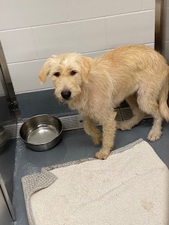 Shelter Stray Female Dog last seen Near Timberline Ct, Southlake, TX, 330 Rufe Snow Dr, Keller, TX 76248, USA
