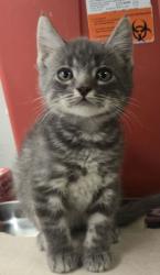 Shelter Stray Male Cat last seen S Willow Ave & E Central Ave, Fresno Zone Fresno CO 1A 93725, CA, 1510 W Dan Ronquillo Dr, Fresno, CA 93706, USA