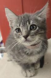 Shelter Stray Female Cat last seen S Willow Ave & E Central Ave, Fresno Zone Fresno CO 1A 93725, CA, 1510 W Dan Ronquillo Dr, Fresno, CA 93706, USA