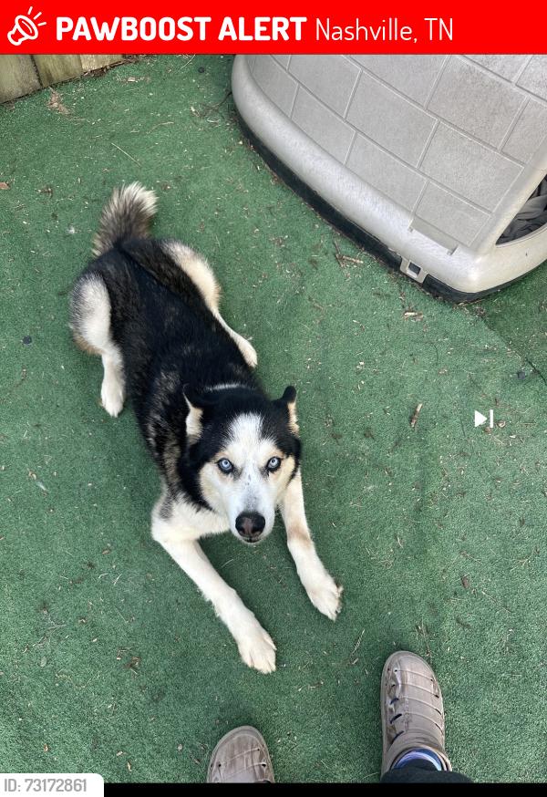 Lost Female Dog last seen Brookshine Pt and Postings Pt, Antioch TN, Nashville, TN 37013
