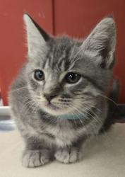 Shelter Stray Female Cat last seen S Willow Ave & E Central Ave, Fresno Zone Fresno CO 1A 93725, CA, 1510 W Dan Ronquillo Dr, Fresno, CA 93706, USA
