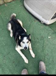 Lost Female Dog last seen Brookshine Pt and Postings Pt, Antioch TN, Nashville, TN 37013
