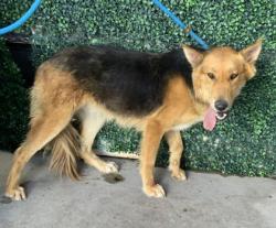 Shelter Stray Female Dog last seen Near Mentone, Socorro, TX, 5001 Fred Wilson Ave, El Paso, TX 79906, USA