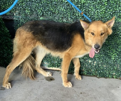 Shelter Stray Female Dog last seen Near Mentone, Socorro, TX, 5001 Fred Wilson Ave, El Paso, TX 79906, USA