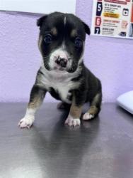 Shelter Stray Female Dog last seen Near N Zaragoza, CITY of El Paso, TX, 5001 Fred Wilson Ave, El Paso, TX 79906, USA