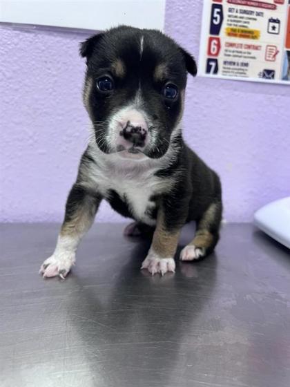 Shelter Stray Female Dog last seen Near N Zaragoza, CITY of El Paso, TX, 5001 Fred Wilson Ave, El Paso, TX 79906, USA