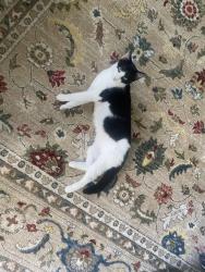 Reunited Female Cat last seen mary ann ter and s easton belmont pike, Hamilton Township, PA 18360