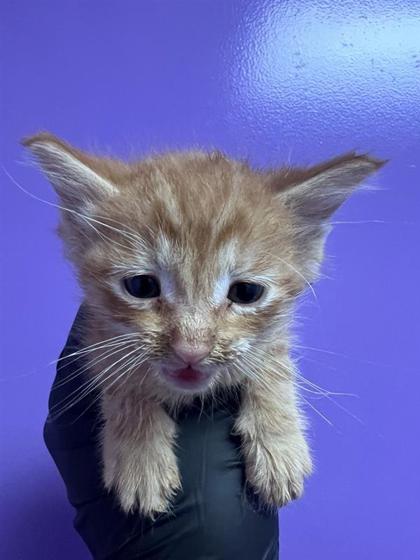 Shelter Stray Female Cat last seen Near Macaw Palm, CITY of El Paso, TX, 5001 Fred Wilson Ave, El Paso, TX 79906, USA