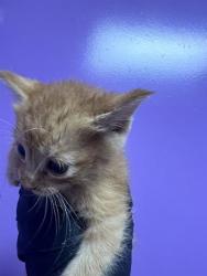 Shelter Stray Male Cat last seen Near Macaw Palm, CITY of El Paso, TX, 5001 Fred Wilson Ave, El Paso, TX 79906, USA