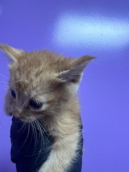 Shelter Stray Male Cat last seen Near Macaw Palm, CITY of El Paso, TX, 5001 Fred Wilson Ave, El Paso, TX 79906, USA