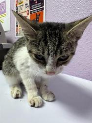 Shelter Stray Male Cat last seen Near Hockney St, El Paso, Texas 79915, CITY of El Paso, TX, 5001 Fred Wilson Ave, El Paso, TX 79906, USA