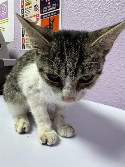 Shelter Stray Male Cat last seen Near Hockney St, El Paso, Texas 79915, CITY of El Paso, TX, 5001 Fred Wilson Ave, El Paso, TX 79906, USA
