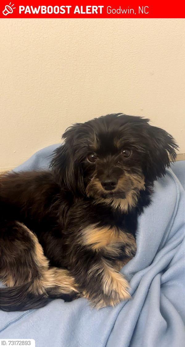 Lost Female Dog last seen Near ditch picked up by 2 women, Godwin, NC 28344