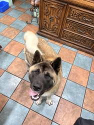 Found/Stray Male Dog last seen Portos, West Covina, CA 91790