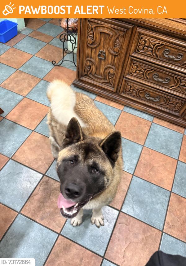 Found/Stray Male Dog last seen Portos, West Covina, CA 91790