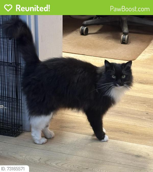 Reunited Female Cat last seen Swan Valley Cuddly Animal Farm, Henley Brook, WA 6055