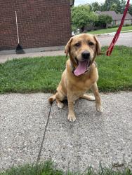 Reunited Male Dog last seen Near Dpringcrest Dr, Georgetown Indiana, Georgetown, IN 47122