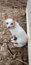 Reunited Female Dog last seen Wortham Lane and Hwy 18, Jeffersonville, GA, Jeffersonville, GA 31044