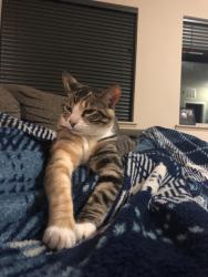 Lost Female Cat last seen Belmont elementary area, Lincoln, NE 68521