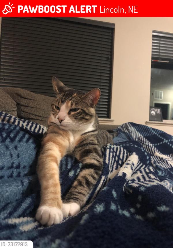 Lost Female Cat last seen Belmont elementary area, Lincoln, NE 68521