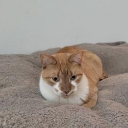 Lost Male Cat last seen N. 2nd & Garfield St., Stroudsburg, PA 18360