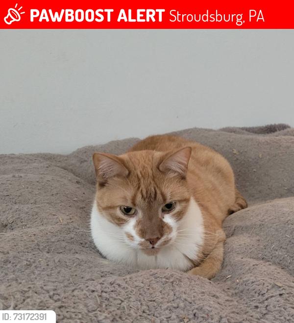 Lost Male Cat last seen N. 2nd & Garfield St., Stroudsburg, PA 18360