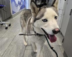 Reunited Male Dog last seen Near E 16th Ave, Aurora, CO 80010, USA, Aurora, CO 80010