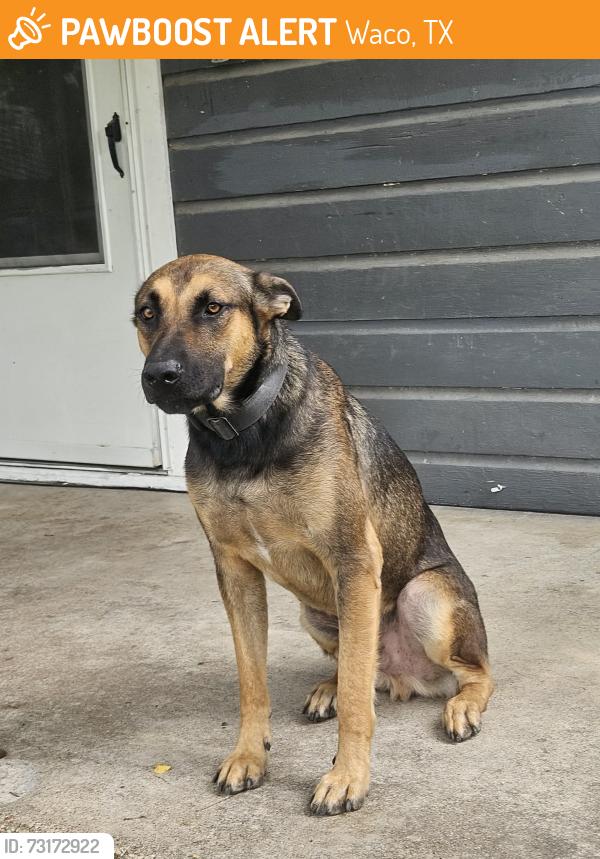 Found/Stray Male Dog last seen Vivian Ave and N 25th St, Waco, TX 76708