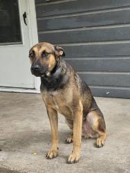 Found/Stray Male Dog last seen Vivian Ave and N 25th St, Waco, TX 76708