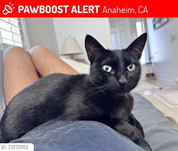 Lost Female Cat last seen Santa Ana Canyon/Weir Canyon, Anaheim, CA 92808