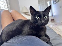 Lost Female Cat last seen Santa Ana Canyon/Weir Canyon, Anaheim, CA 92808