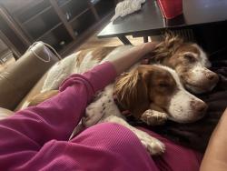 Reunited Female Dog last seen Near Highland Heights Ln, Carrollton, TX 75007, USA, Carrollton, TX 75007