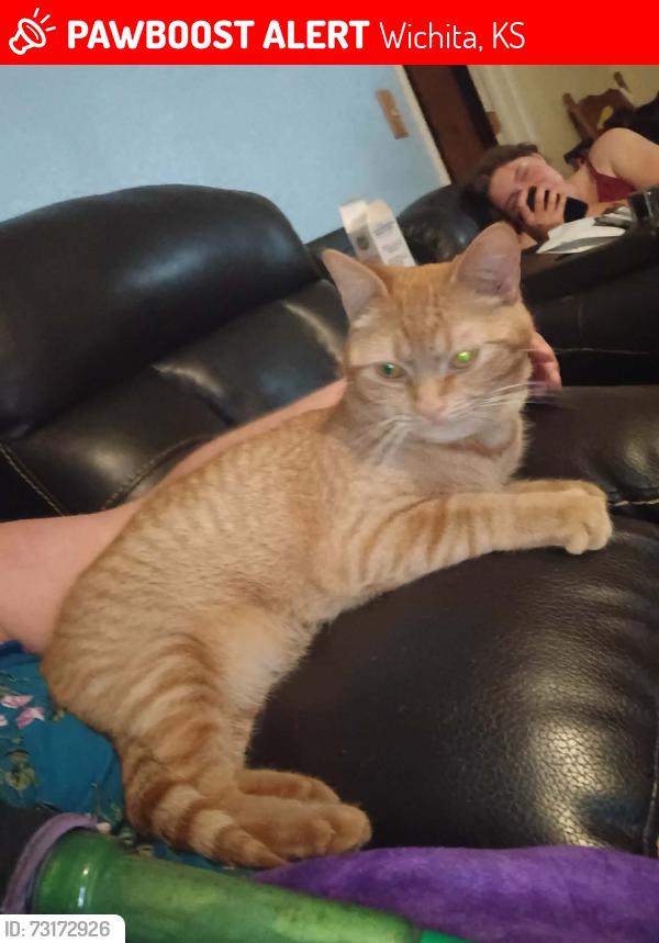 Lost Female Cat last seen Meridian & 31st, Wichita, KS 67217