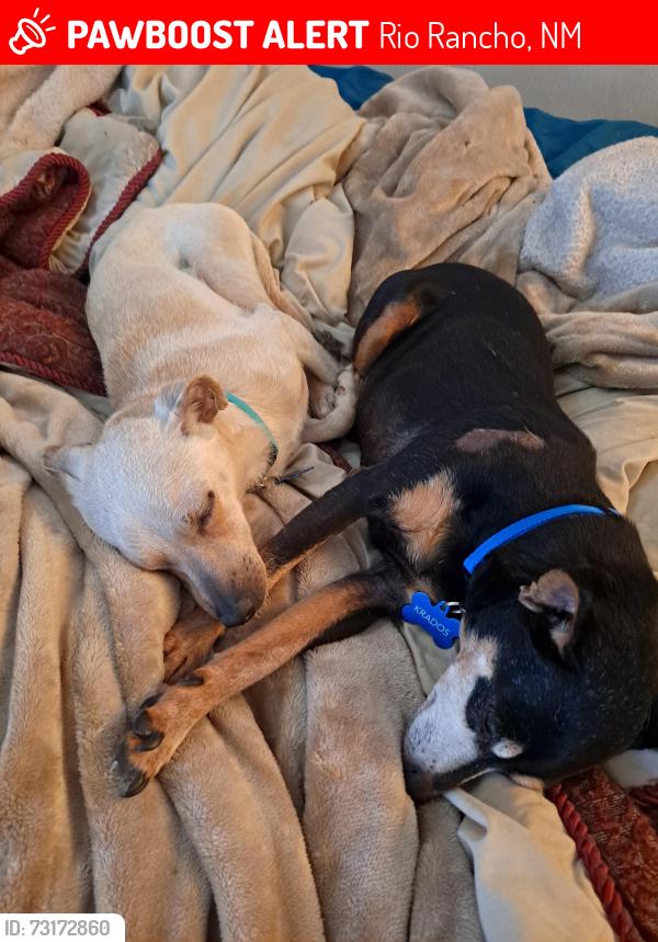 Lost Male Dog last seen Southern and unser, Rio Rancho, NM 87124