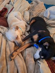 Lost Male Dog last seen Southern and unser, Rio Rancho, NM 87124