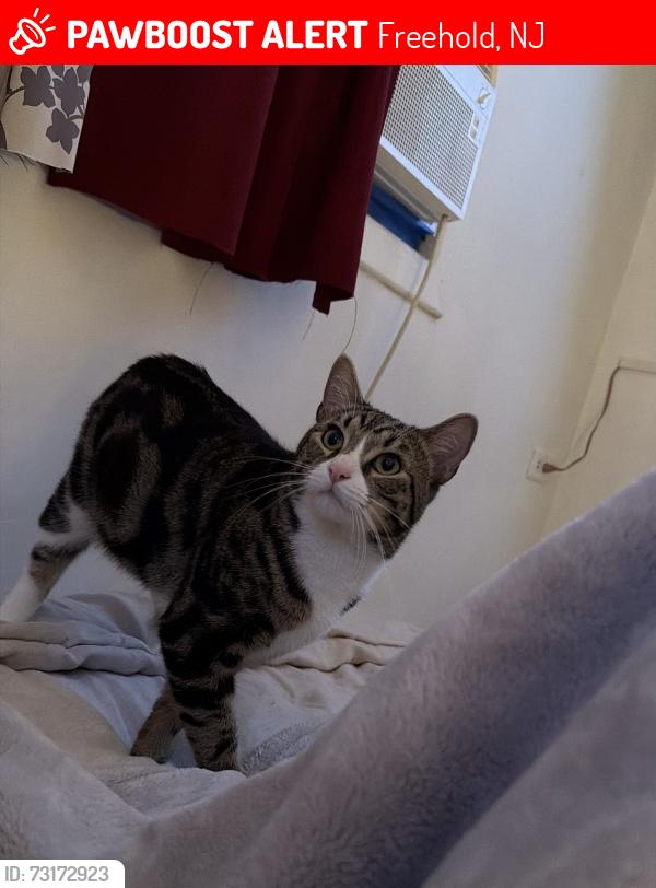 Lost Male Cat last seen Hudson street, Freehold, NJ 07728